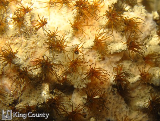 Photo of Dodecaceria concharum